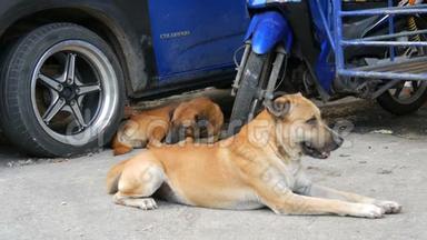 两只流浪狗躺在蓝色汽车下的街道上。 无家可归的狗